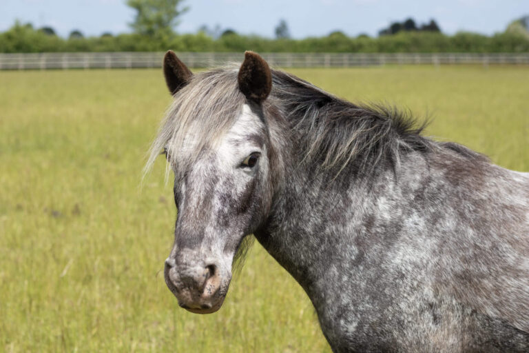 dappled grey welsh pony with head turned towards the camera