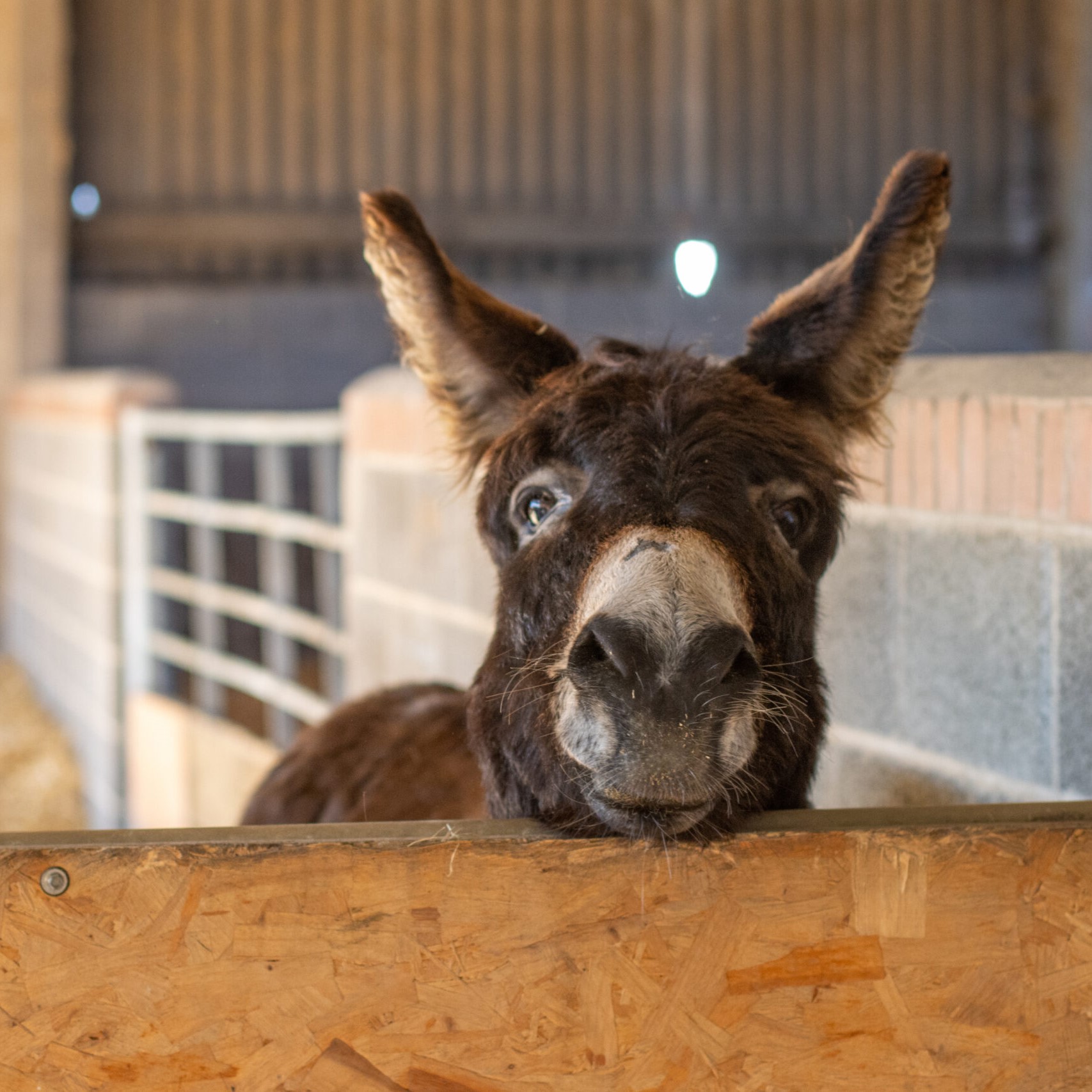 brown donkey with head resting on the top of a stable door