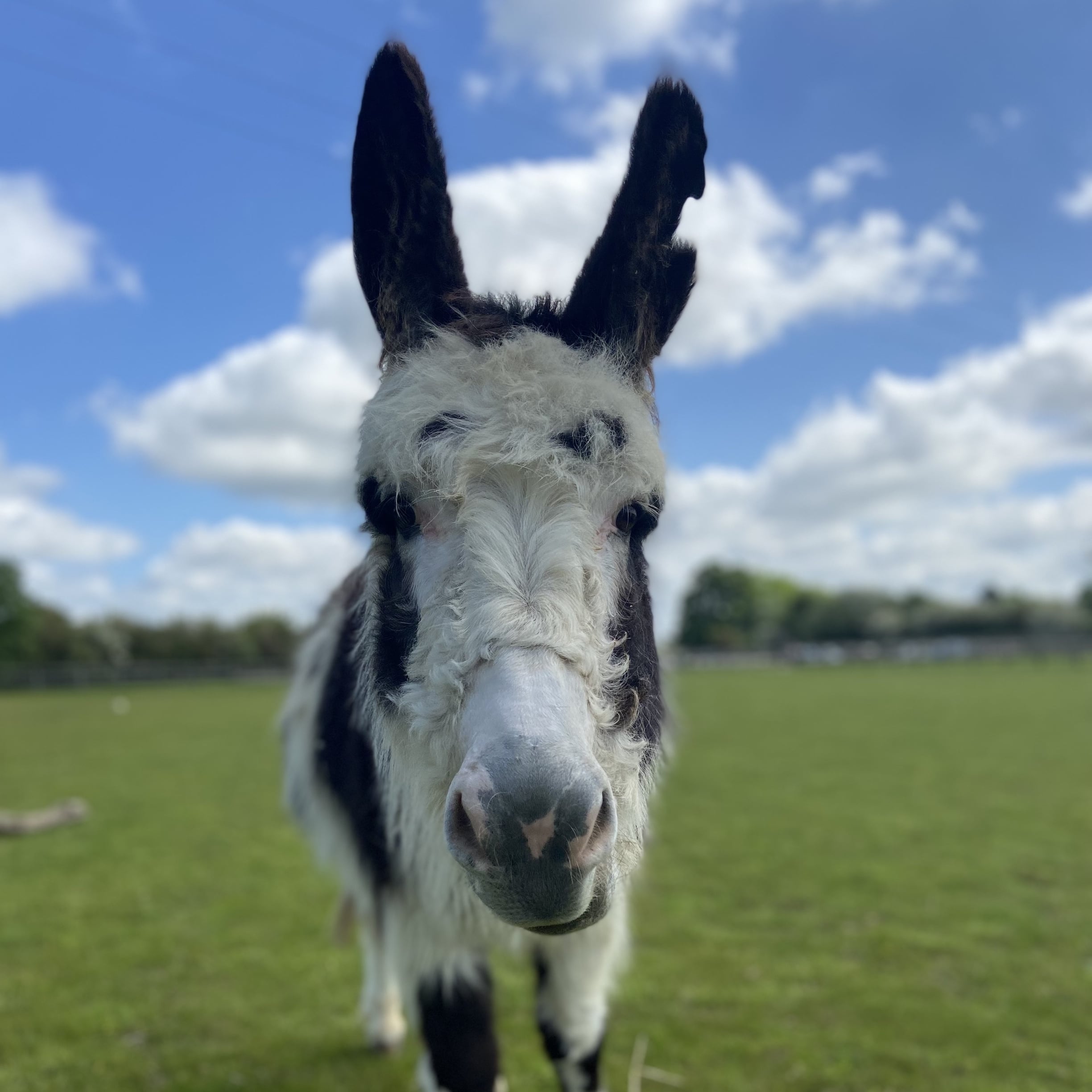 piebald donkey with a clipped nose looking straight into the camera
