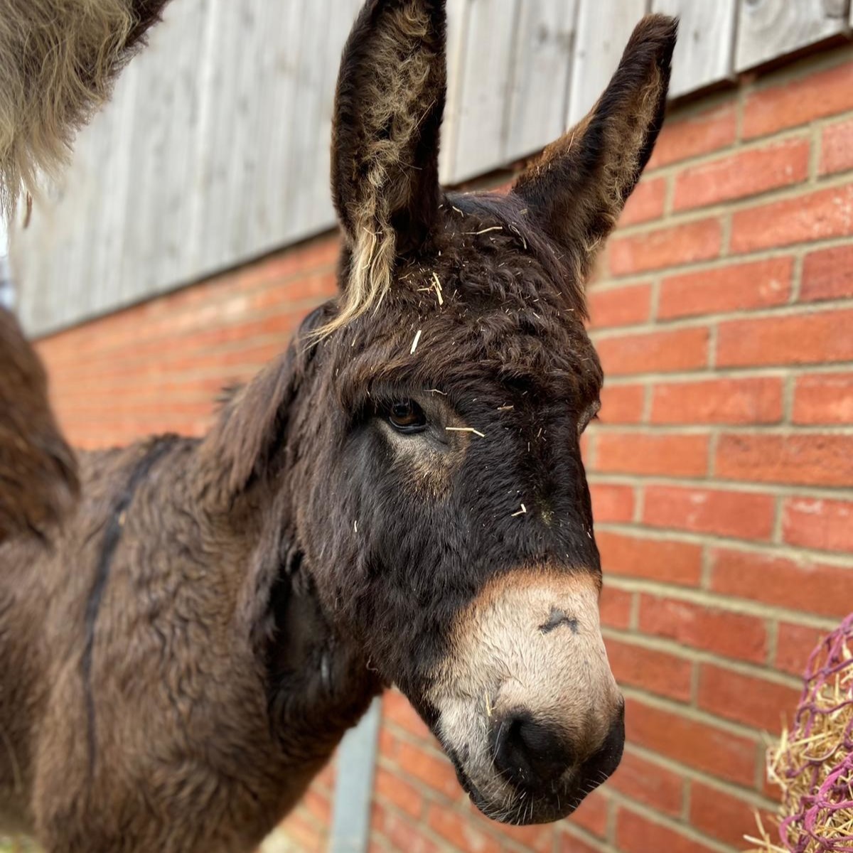 brown donkey with ears pricked up looking at the camera