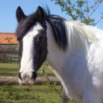 Sponsor Star Selene