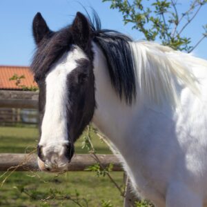 Sponsor Star Selene