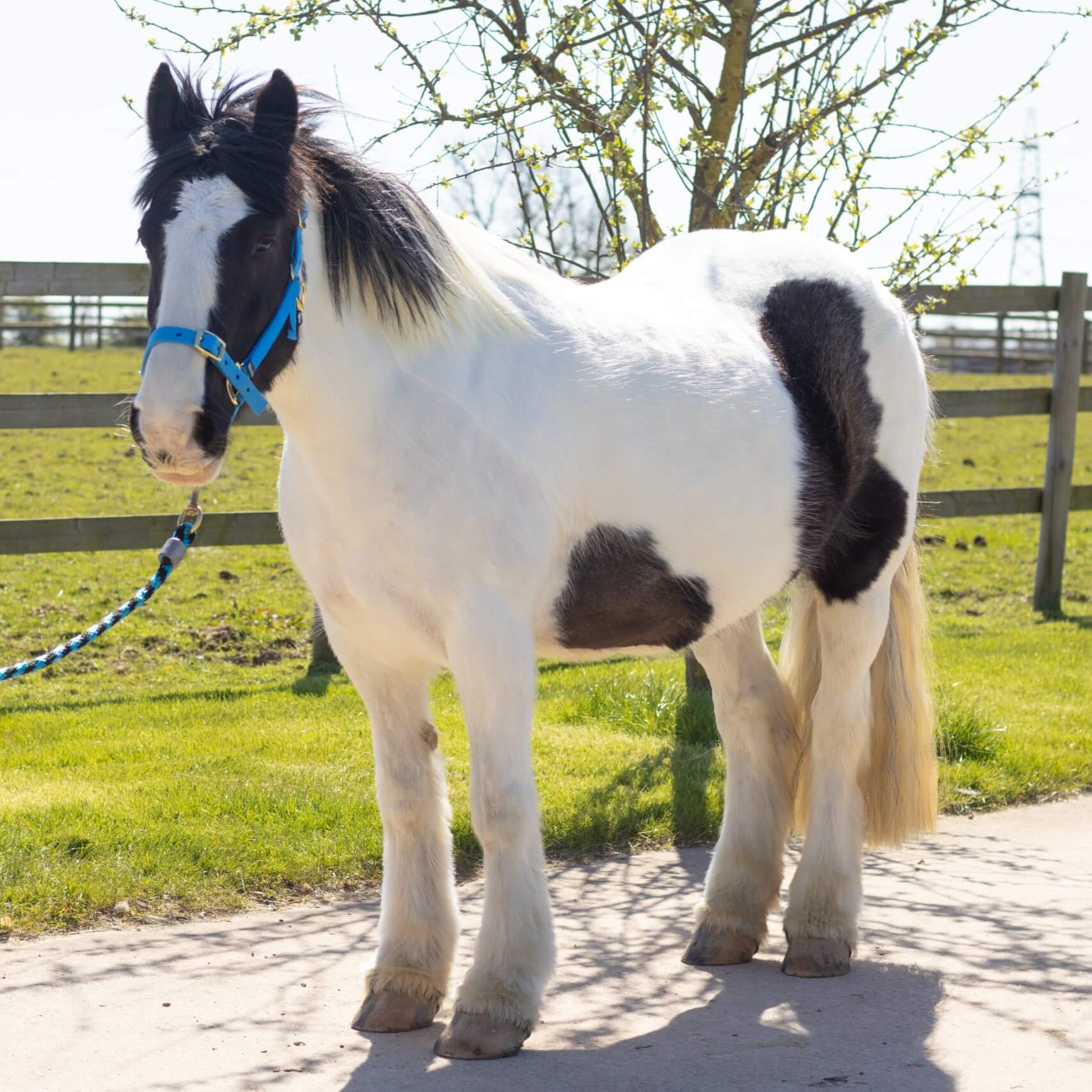 black and white cob stood on a bath wearing a royal blue headcollar