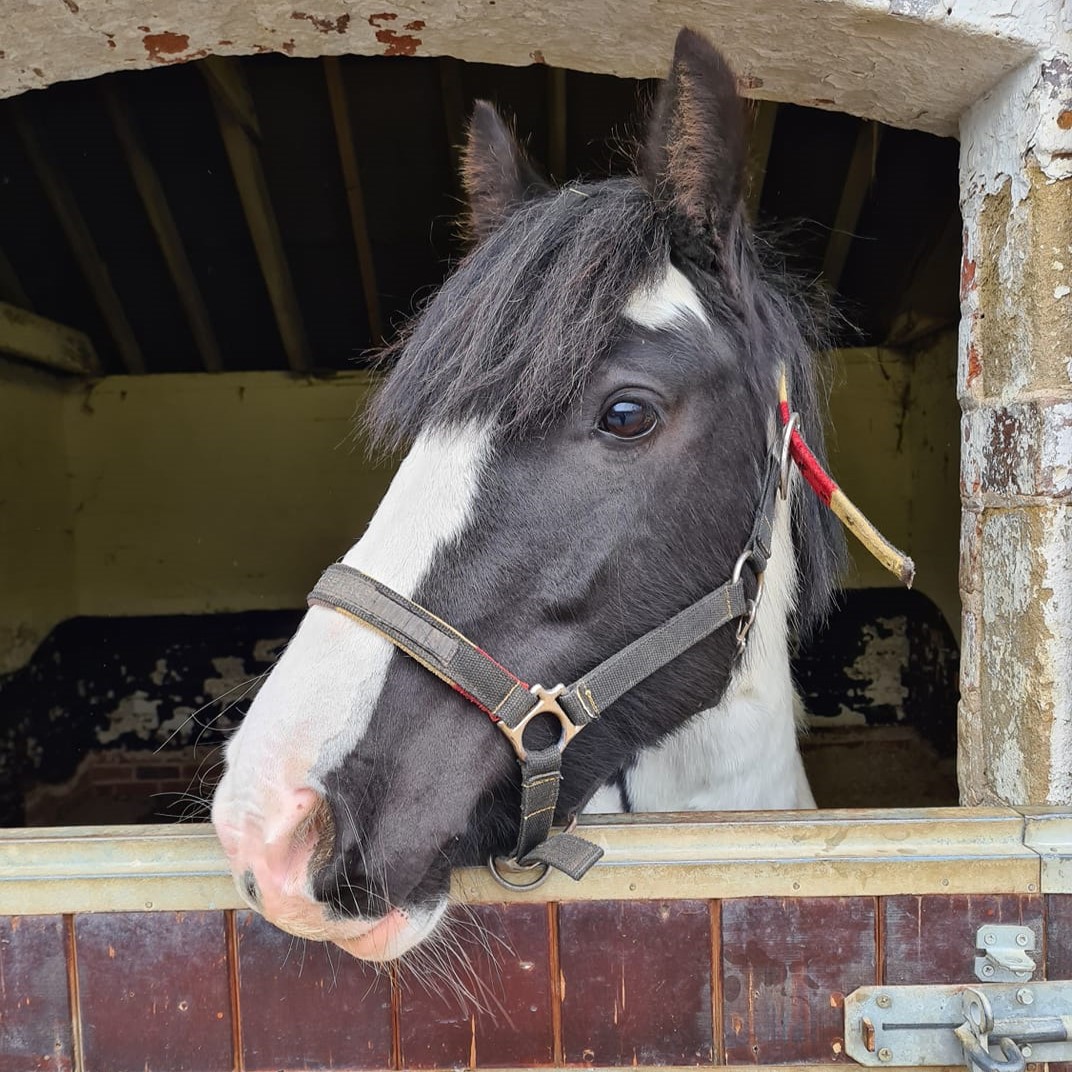 black and white cob with her head over the stable door and turned away from the camera