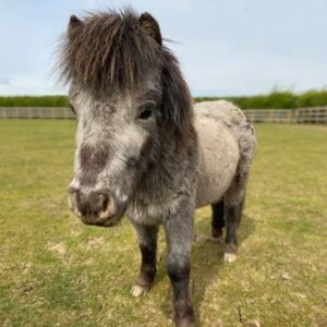 grey miniature shetland pony stood facing the camera