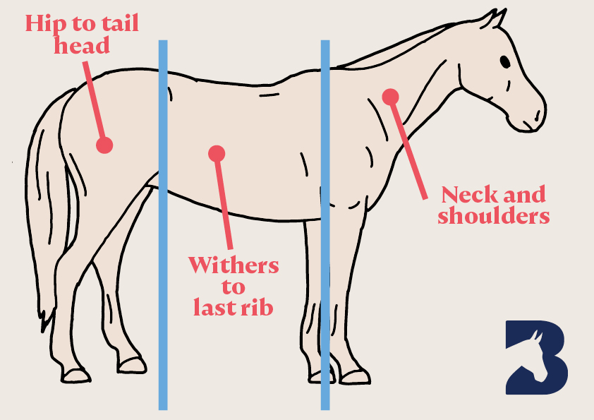 diagram showing how a horse's body is split into three different sections
