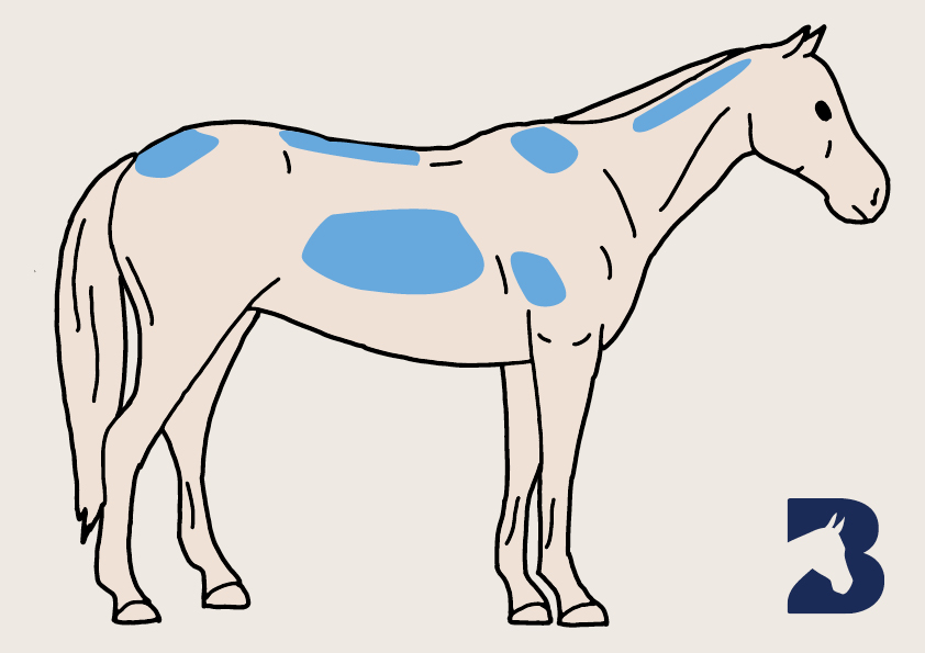 diagram showing the hotspots where equines are likely to gain weight