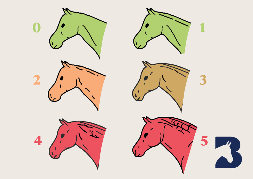 graphic showing the cresty neck scoring levels