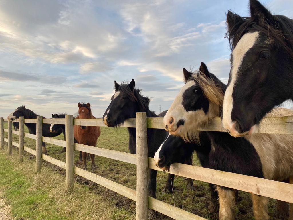 herd of ponies with their heads over the fence