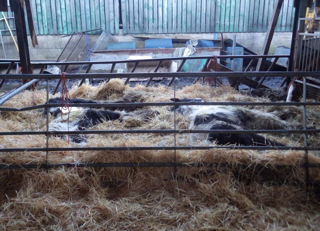 emaciated and abused ponies lying down on a bed of hay, with no energy to stand up