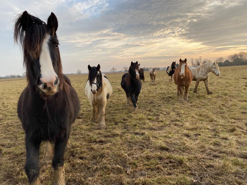 herd of ponies looking towards the camera