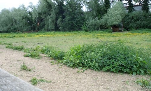 example of a horse sick paddock