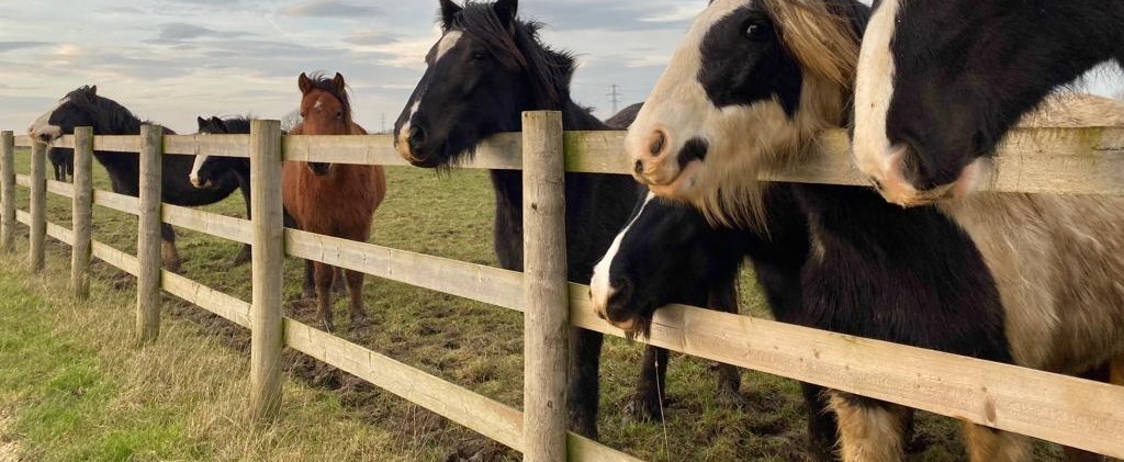 herd of ponies looking over the fence towards something in the distance