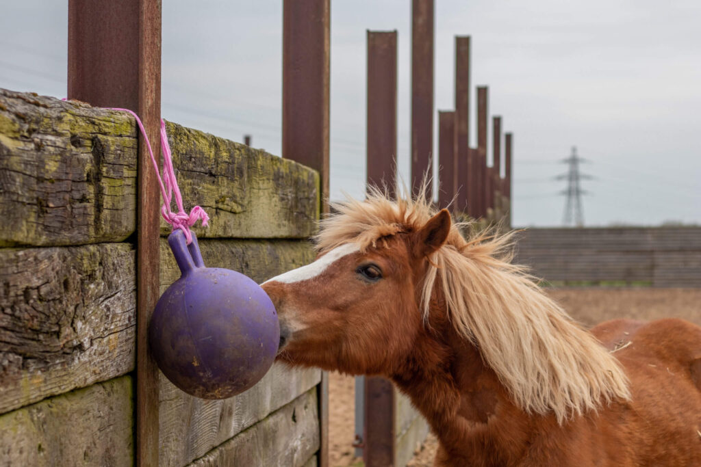 chestnut pony playing with an enrichment toy tied up against a wall