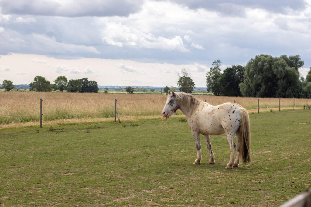 appaloosa style pony stood in a field with area fenced off to create a track system