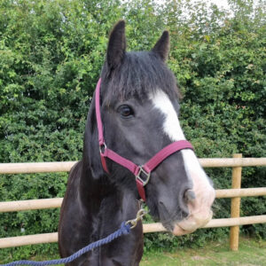 black cob with white nose wearing a maroon headcollar and looking off into the distance