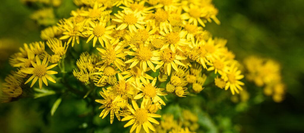 stock image of ragwort flowers