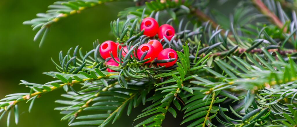 stock image of berries on a yew tree