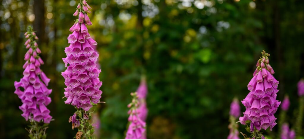 stock image of foxglove flowers