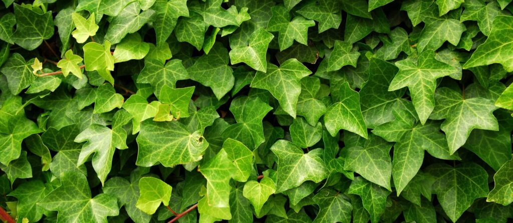 stock image of ivy