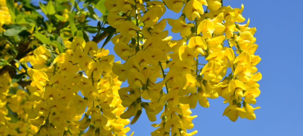 stock image of yellow flowers on a laburnum tree