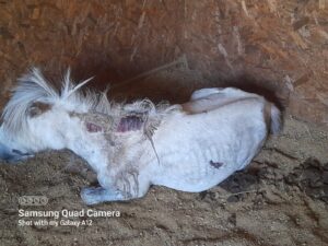 intake photo of a grey shetland pony with open wounds and in very poor condition