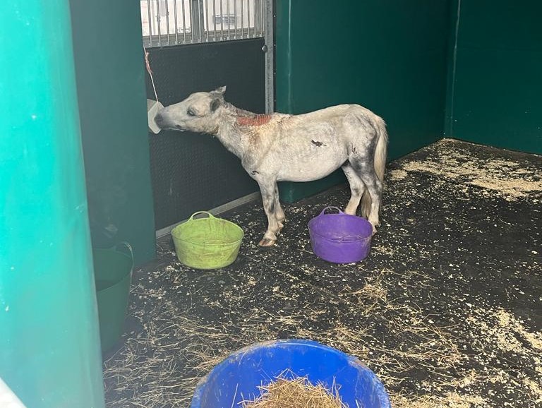 grey shetland pony in terrible condition recovering at Bransby Horses