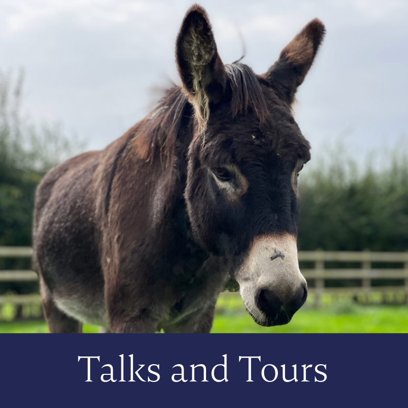 talks and tours image with a photo of a brown donkey