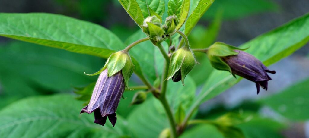 stock image of deadly nightshade flower