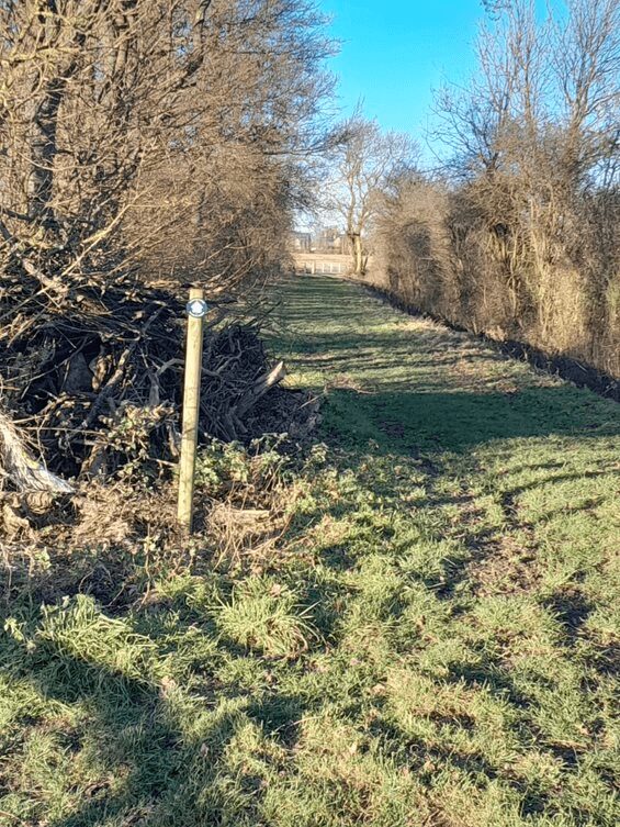 woodland footpath