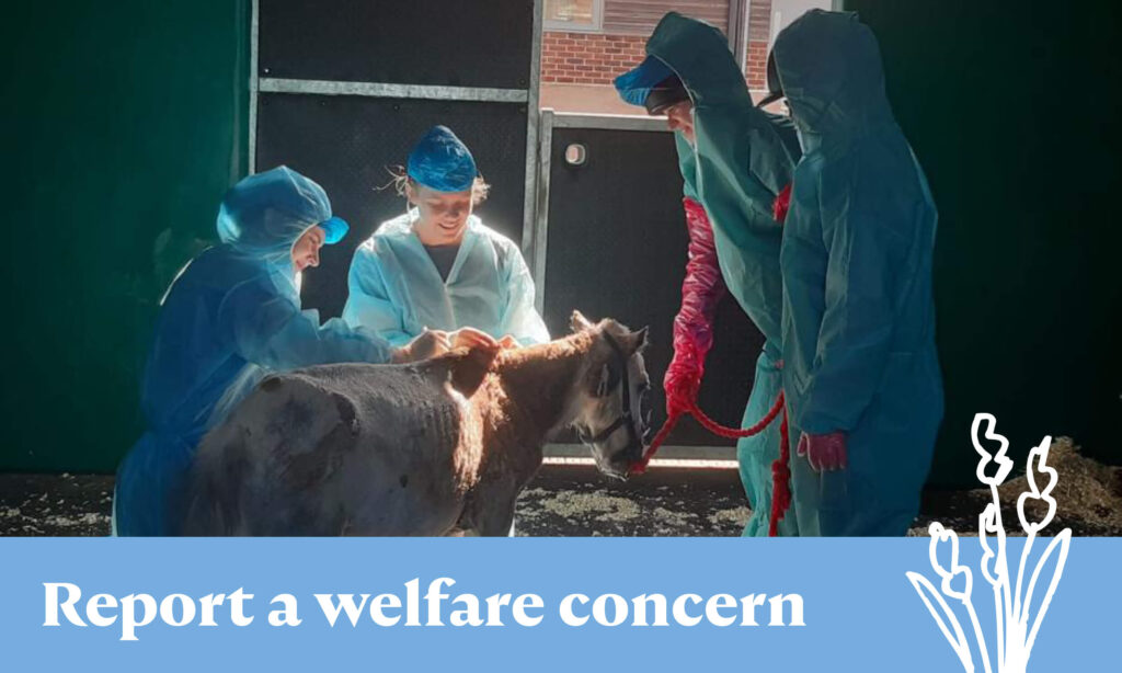 image of a severely neglected shetland pony with the caption 'report a welfare concern'