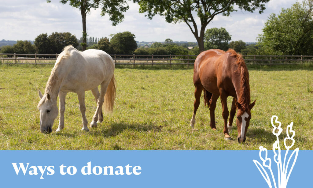 two horses grazing next to each other with the caption 'ways to donate'