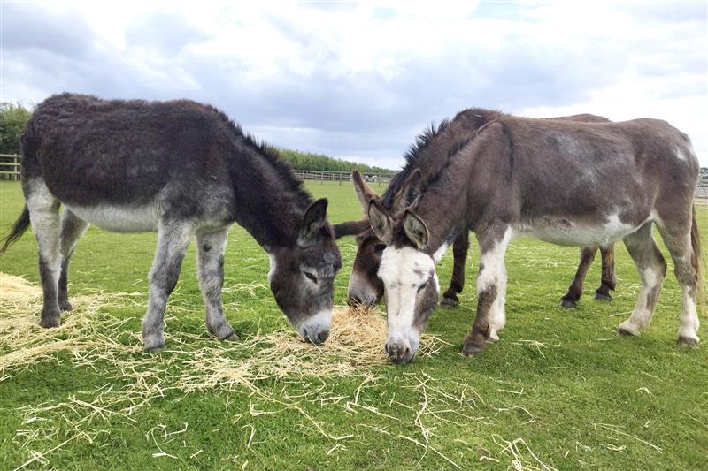 Bransby Horses donkey herds out in their feild