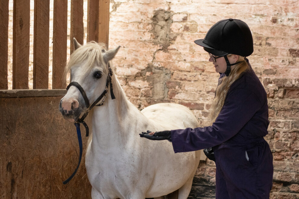 Member of staff offering a carrot to a grey pony in a stable