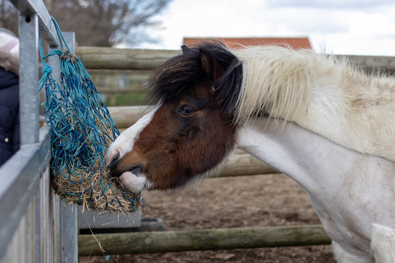 Small pony eating out of a blue haynet