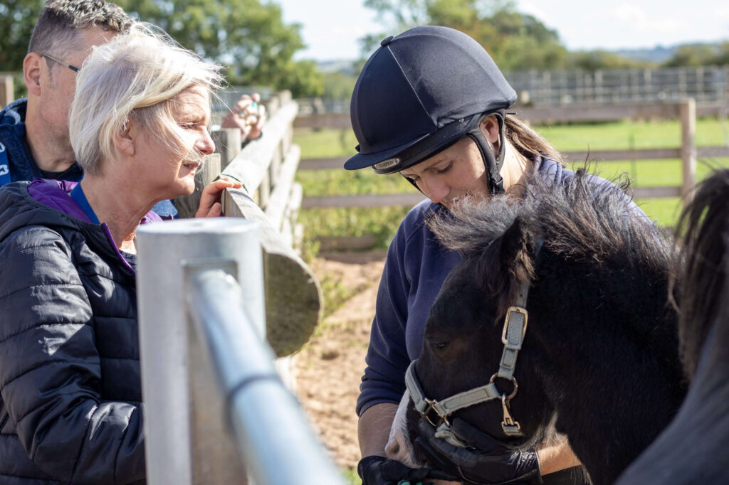 member of staff holding the headcollar of a yearling cob, talking to visitors over the gate