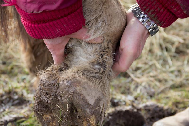 Person holding a muddy horse's hoof