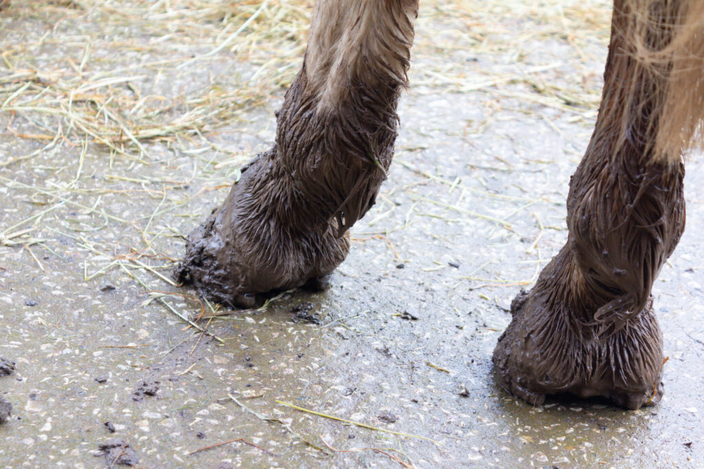 Horses hooves covered in mud