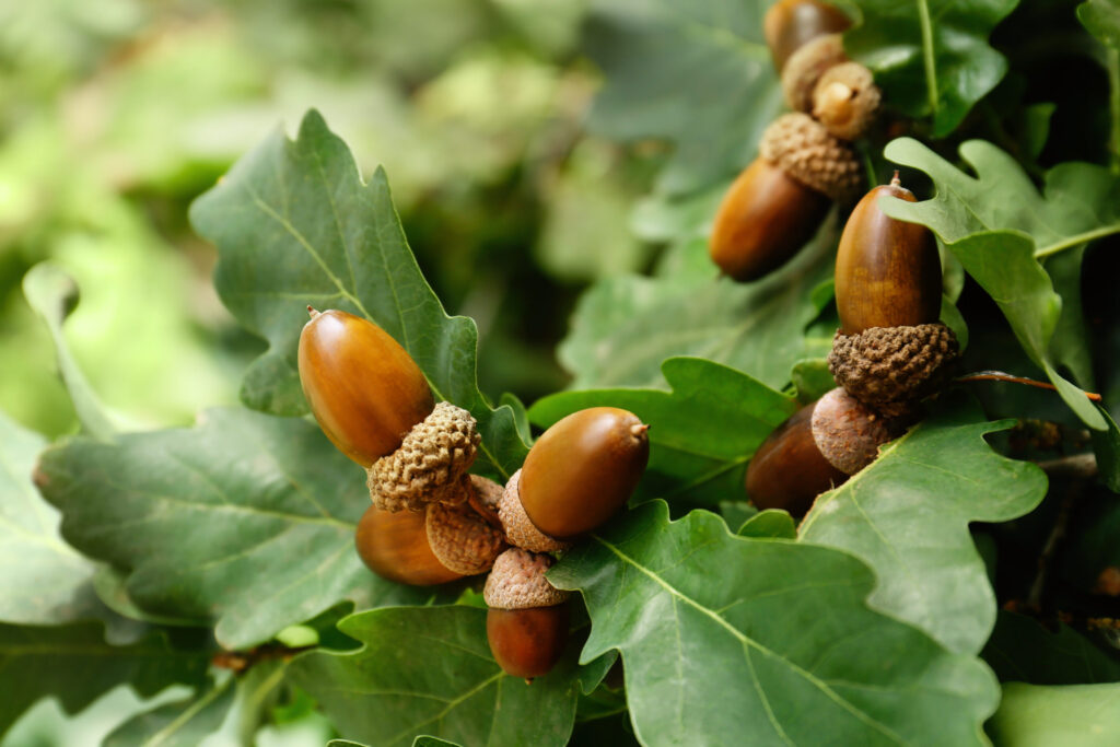 stock photos of acorns on a tree