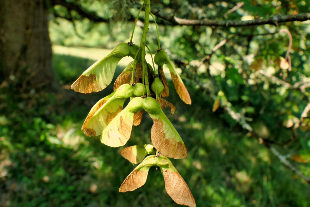 sycamore tree
