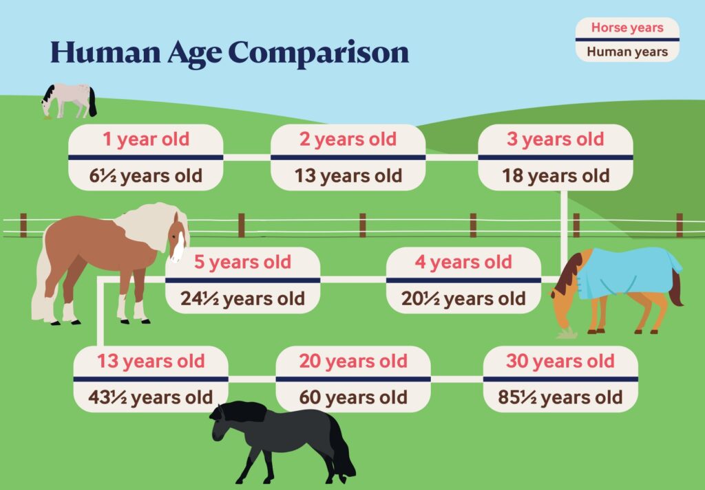 Human to equine age comparison chart