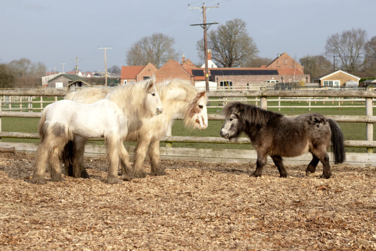 L-R: Puffin, Snowbunting, Pecan