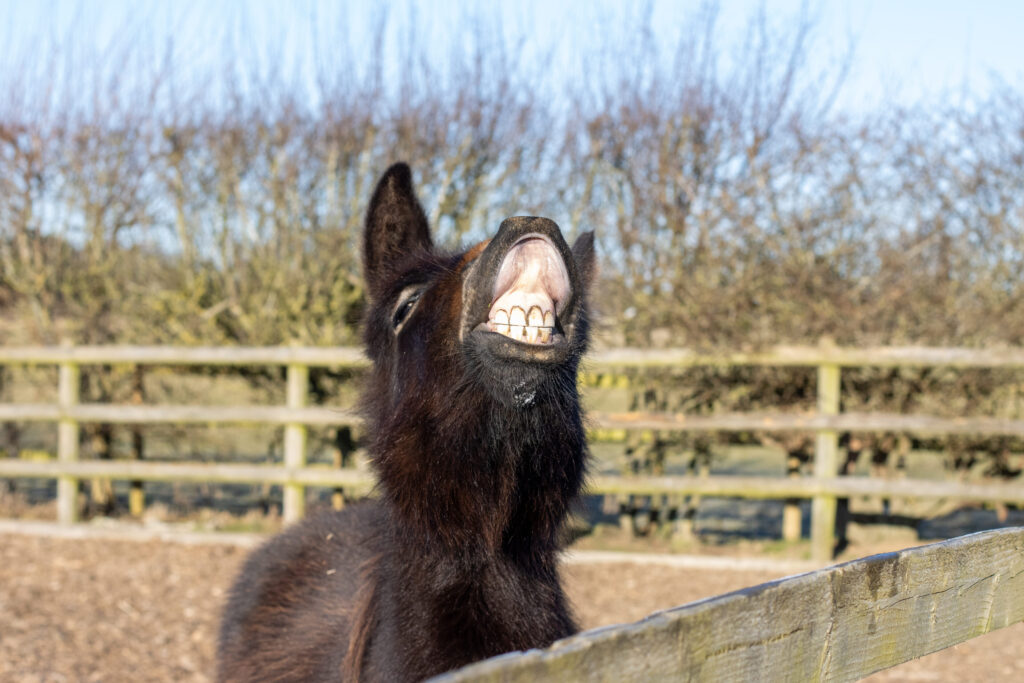 Mule stood on a wood chip pad grinning at the camera