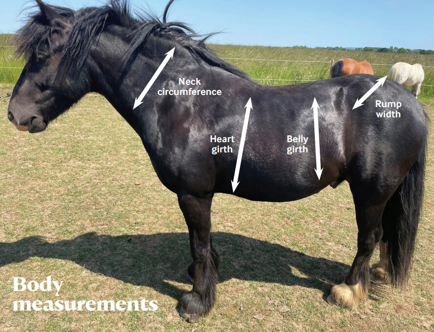 Image of a black horse with arrows showing body measurements: neck circumference, heart girth, belly girth and rump width