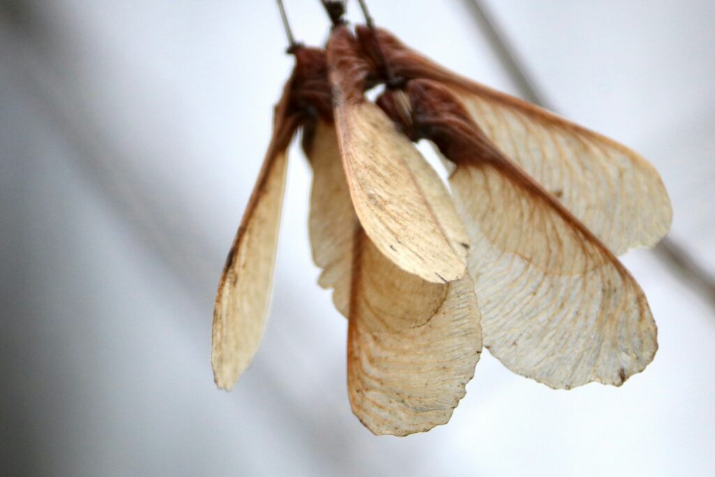 Sycamore tree