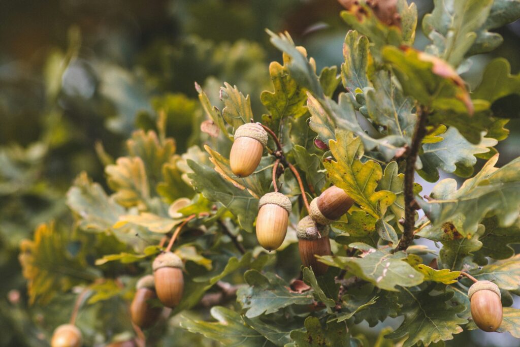 Acorns growing on a tree