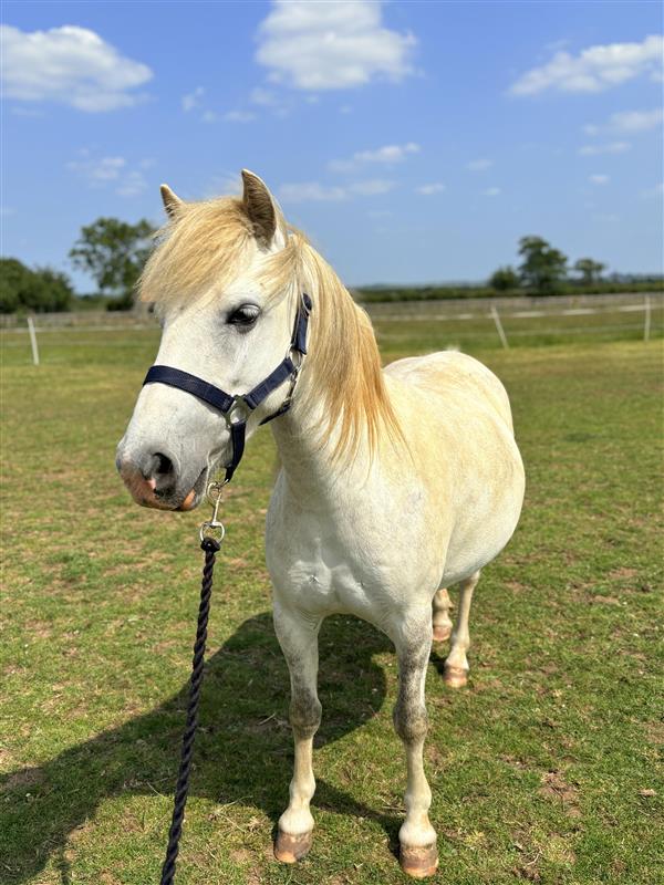 Grey welsh pony wearing a black headcollar