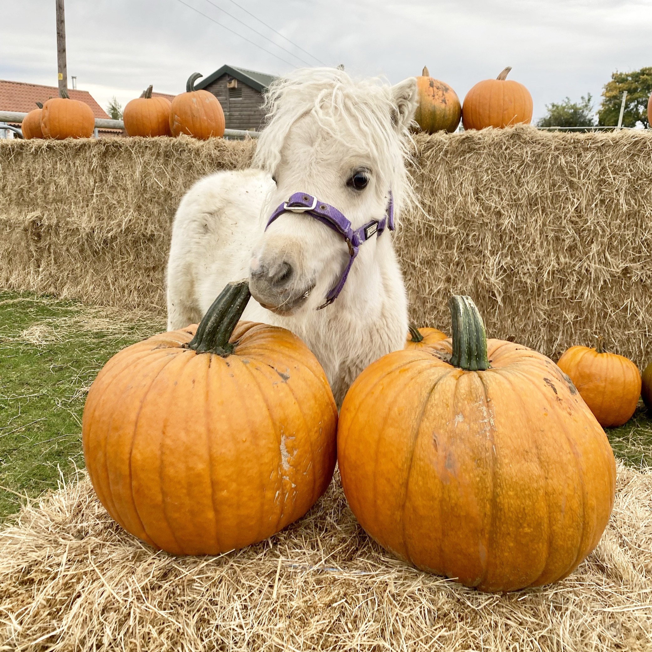 a palomino shetland pony yearling stood behind two large pumpkins
