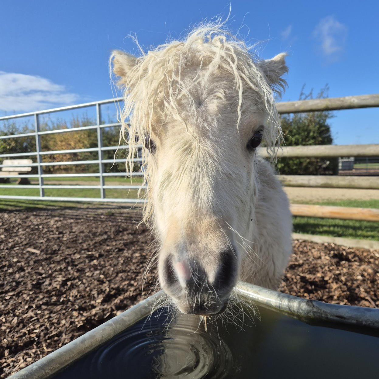 a palomino shetland pony drinking out of a water trough