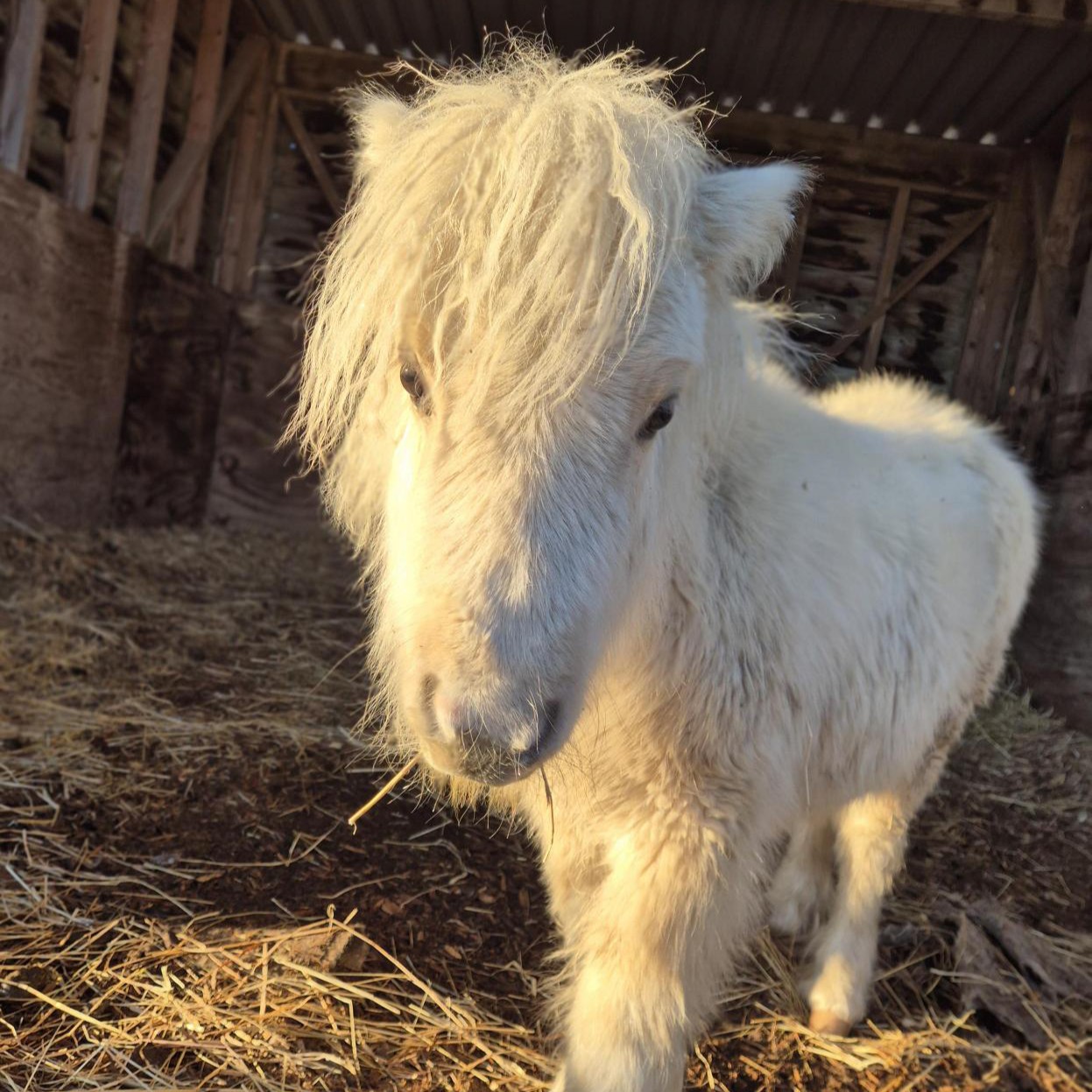 palomino shetland pony foal stood in a shelter looking at the camera